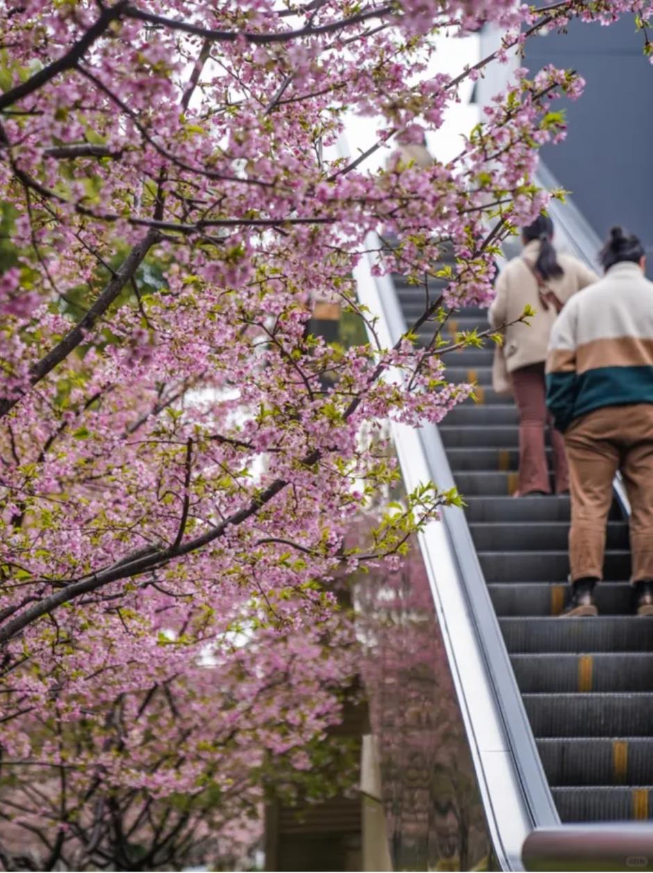 通往春天！2025魔都第一个樱花车站上线了