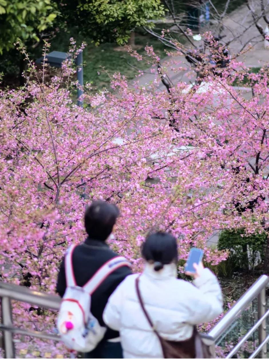 通往春天！2025魔都第一个樱花车站上线了