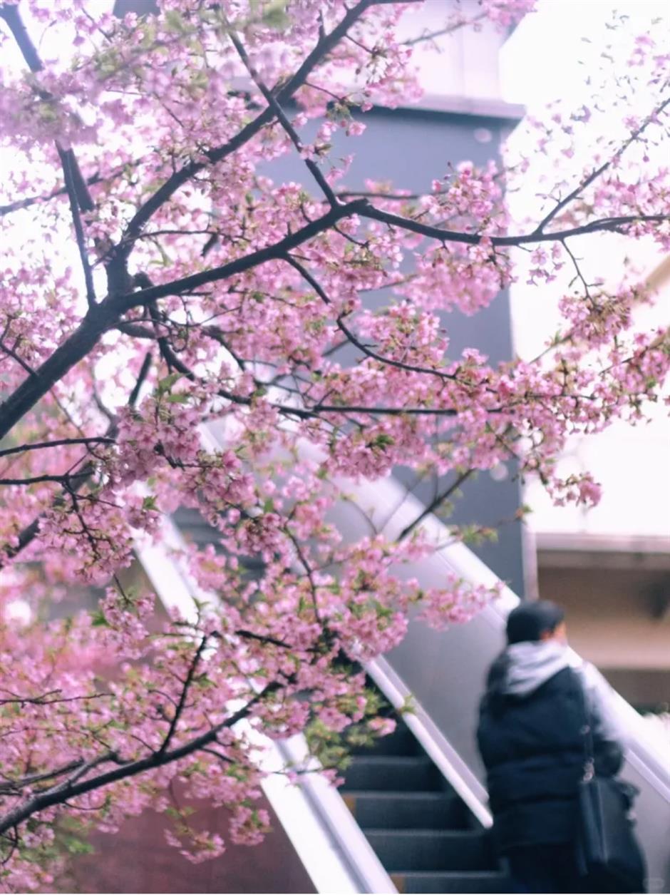 通往春天！2025魔都第一个樱花车站上线了