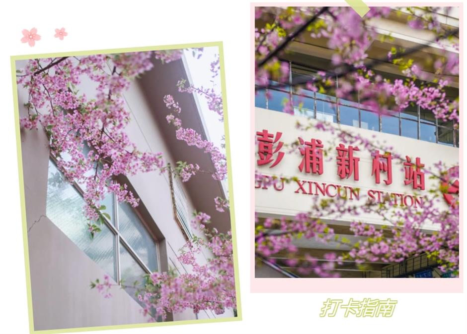 通往春天！2025魔都第一个樱花车站上线了
