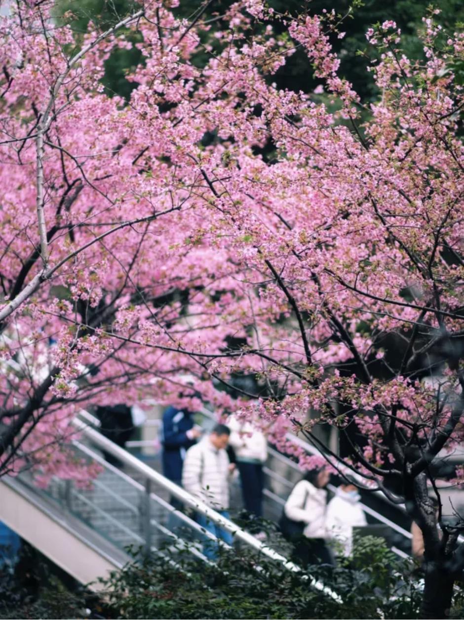 通往春天！2025魔都第一个樱花车站上线了