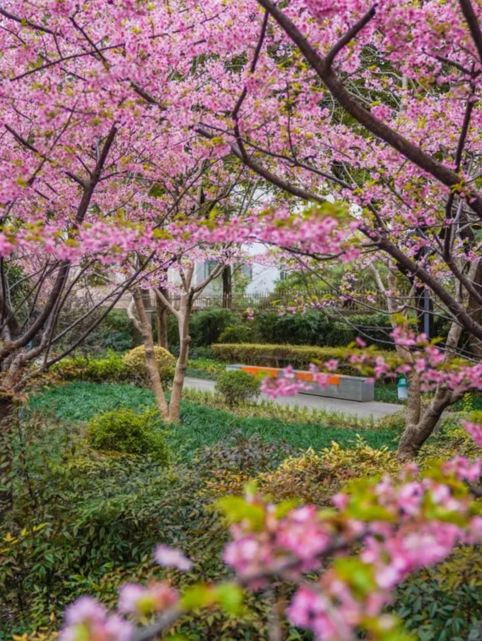 通往春天！2025魔都第一个樱花车站上线了