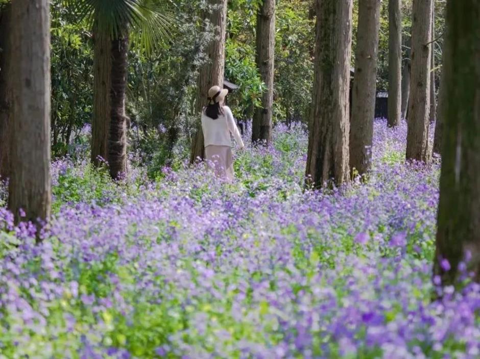 都開了!
一大波魔都春日賞花頂流回歸