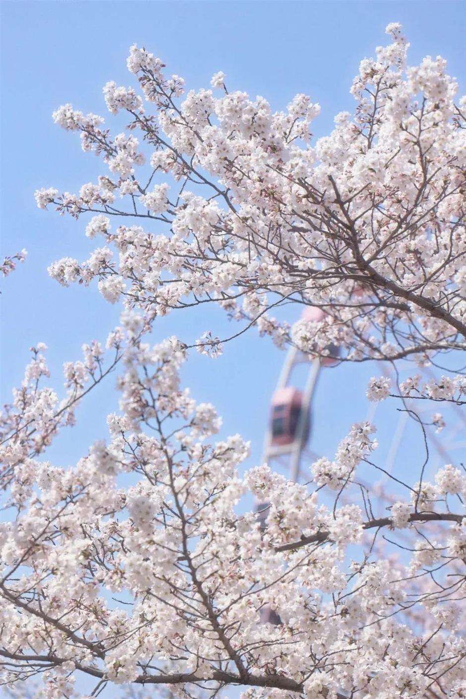 都開了!
一大波魔都春日賞花頂流回歸