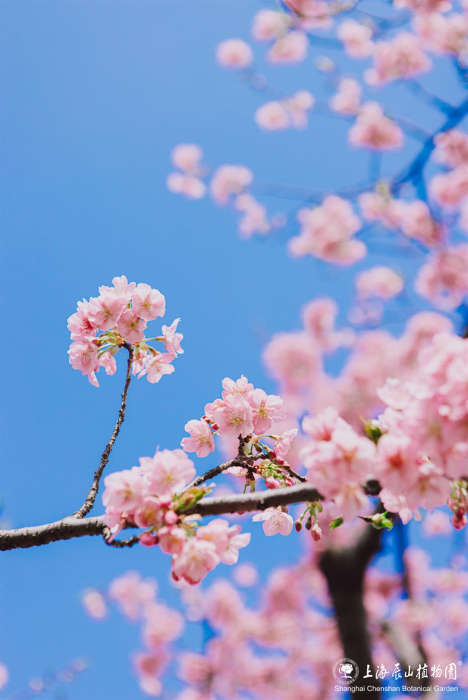 都開了!
一大波魔都春日賞花頂流回歸