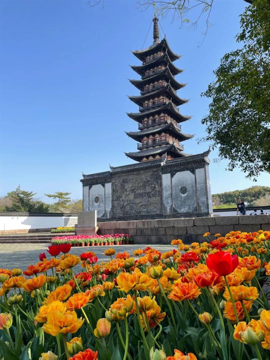 都開了!
一大波魔都春日賞花頂流回歸