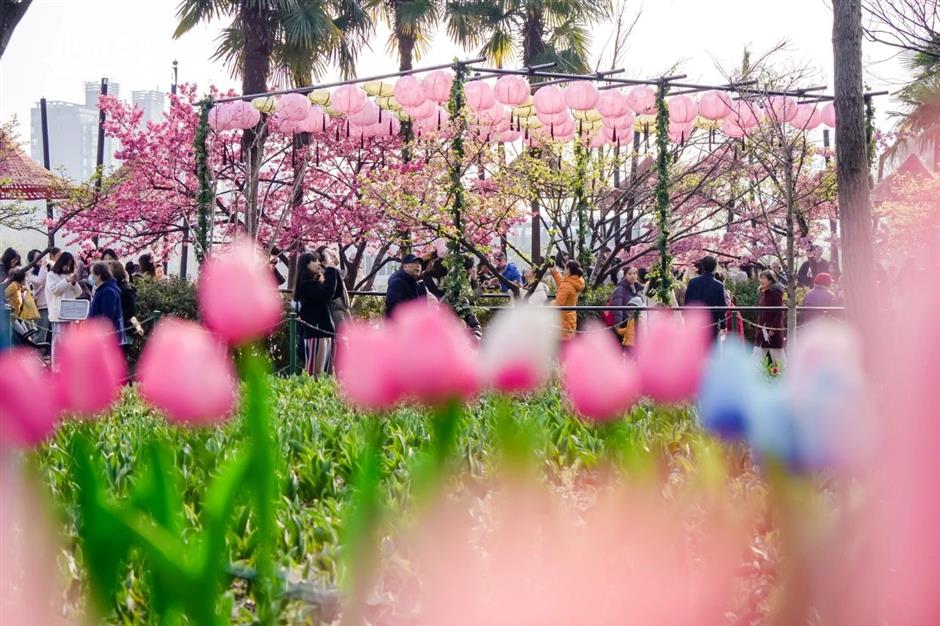 都開了!
一大波魔都春日賞花頂流回歸