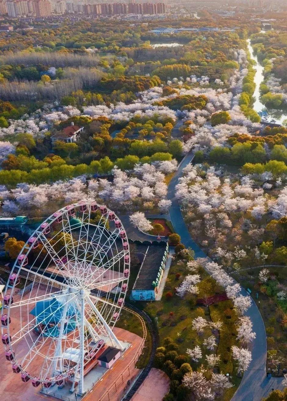 都開了!
一大波魔都春日賞花頂流回歸