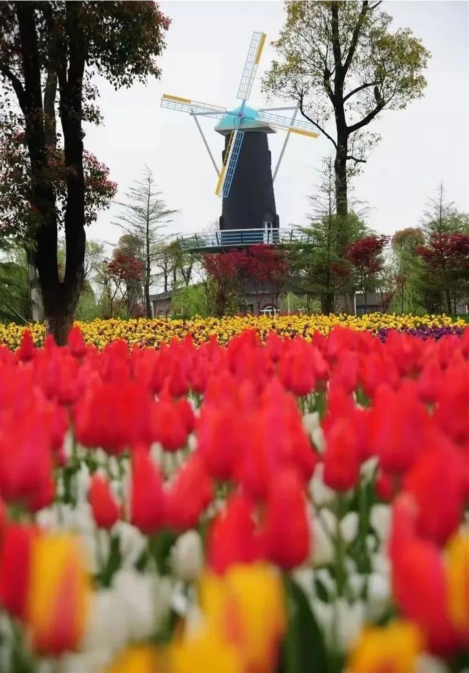 都開了!
一大波魔都春日賞花頂流回歸