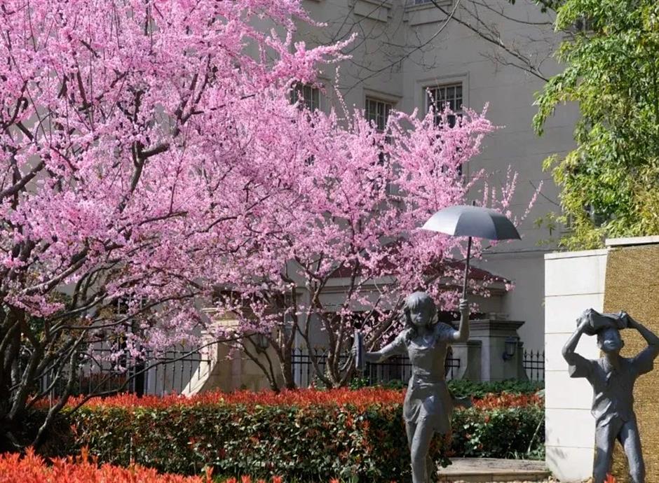 最佳观赏期!近期上海被这种花包围了(不是樱花)