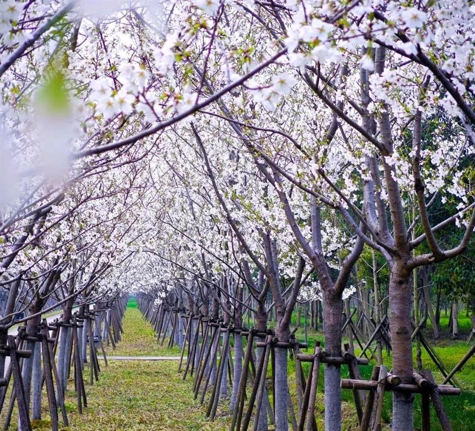 去沪郊撒欢,一键开启春日 