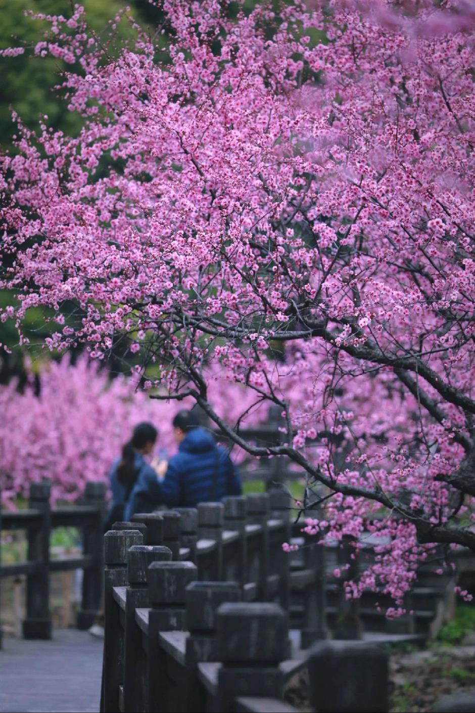 最佳观赏期!近期上海被这种花包围了(不是樱花)