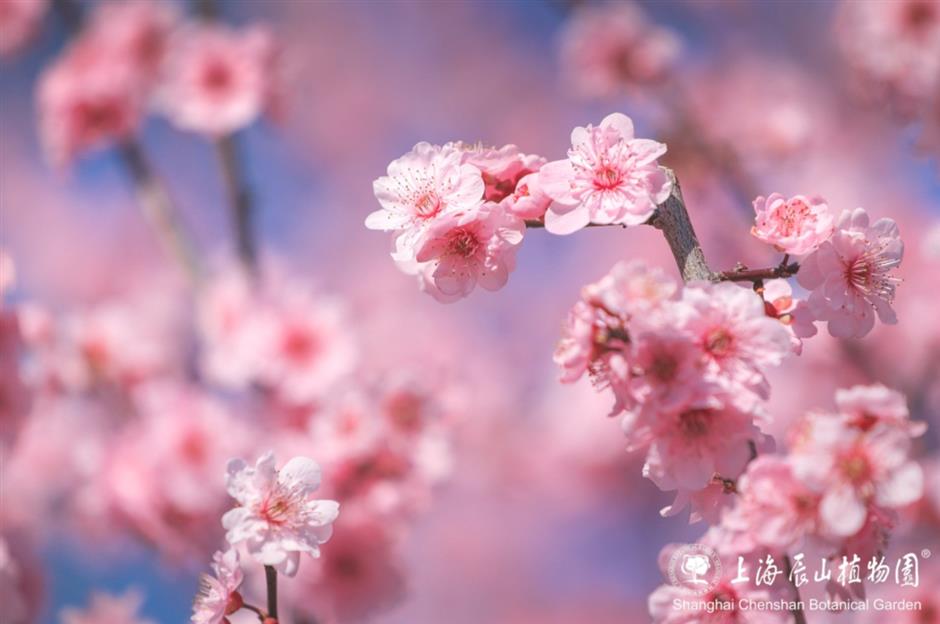 最佳观赏期!近期上海被这种花包围了(不是樱花)