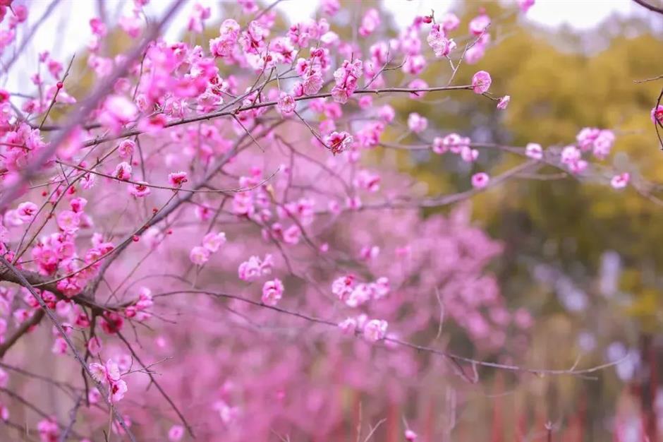 去沪郊撒欢,一键开启春日 