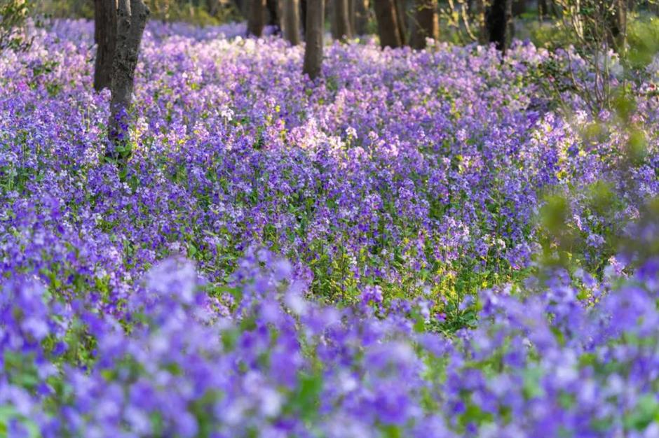 去沪郊撒欢,一键开启春日 