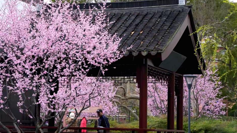 最佳观赏期!近期上海被这种花包围了(不是樱花)