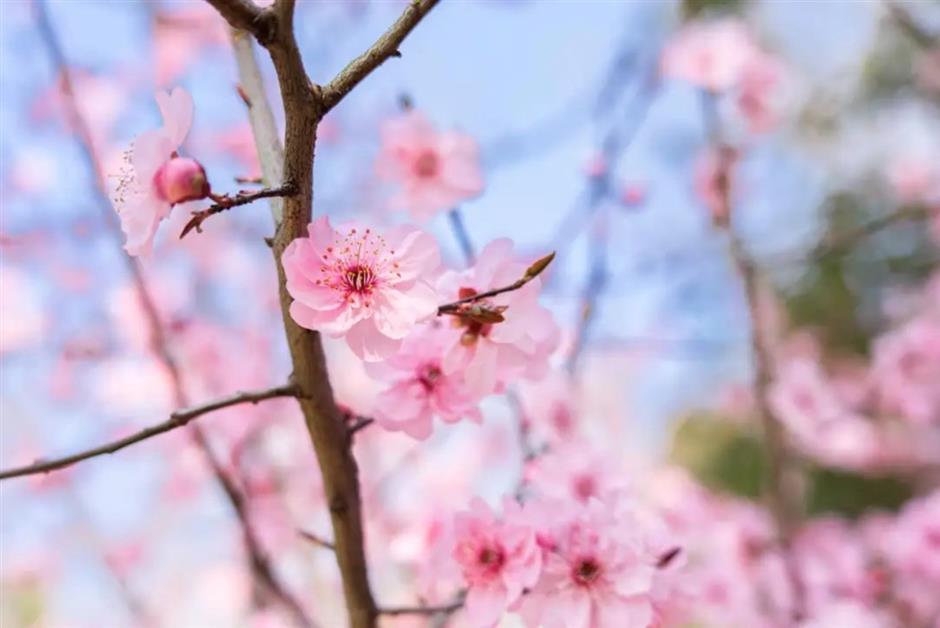 最佳观赏期!近期上海被这种花包围了(不是樱花)