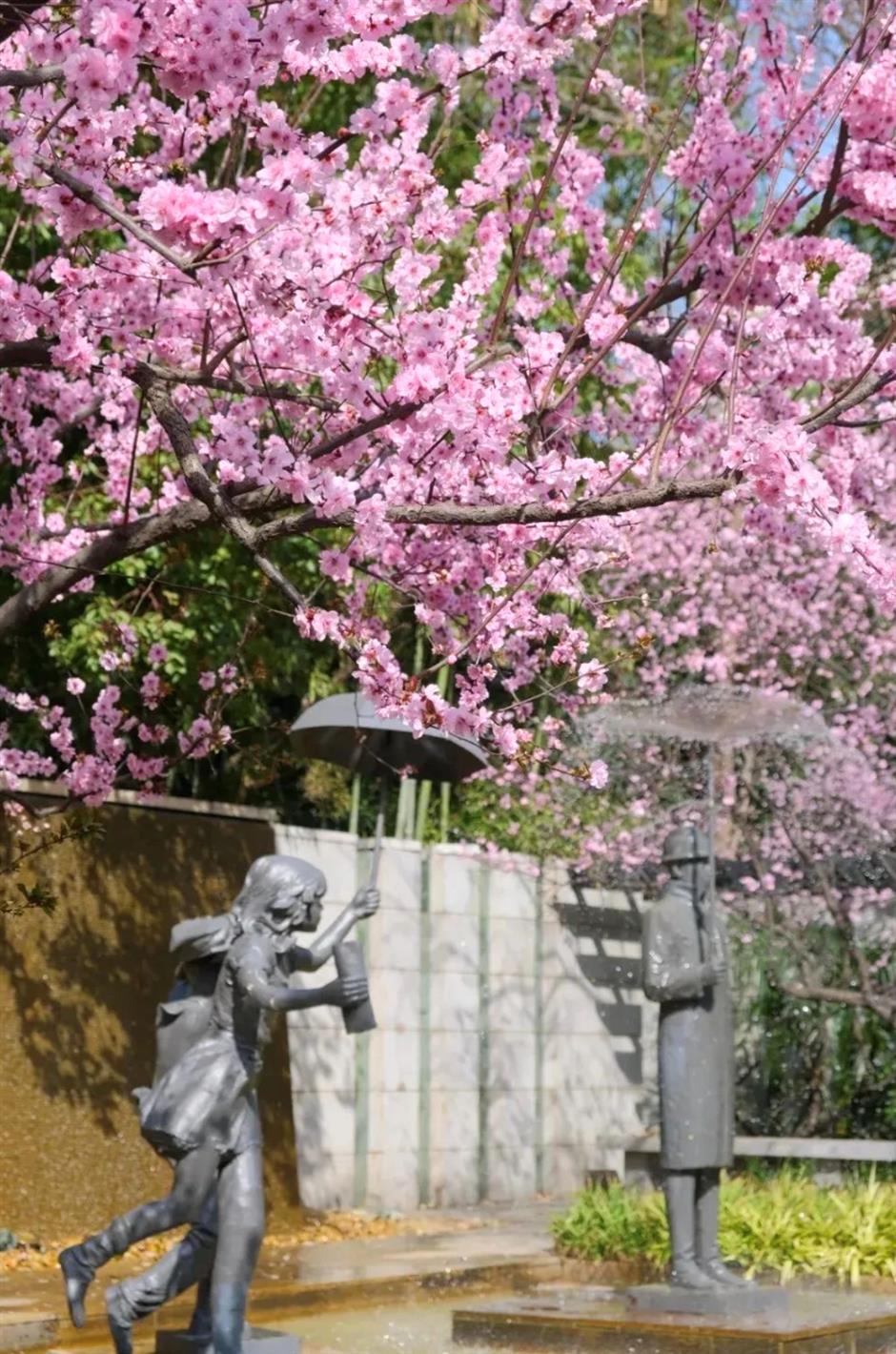 最佳观赏期!近期上海被这种花包围了(不是樱花)