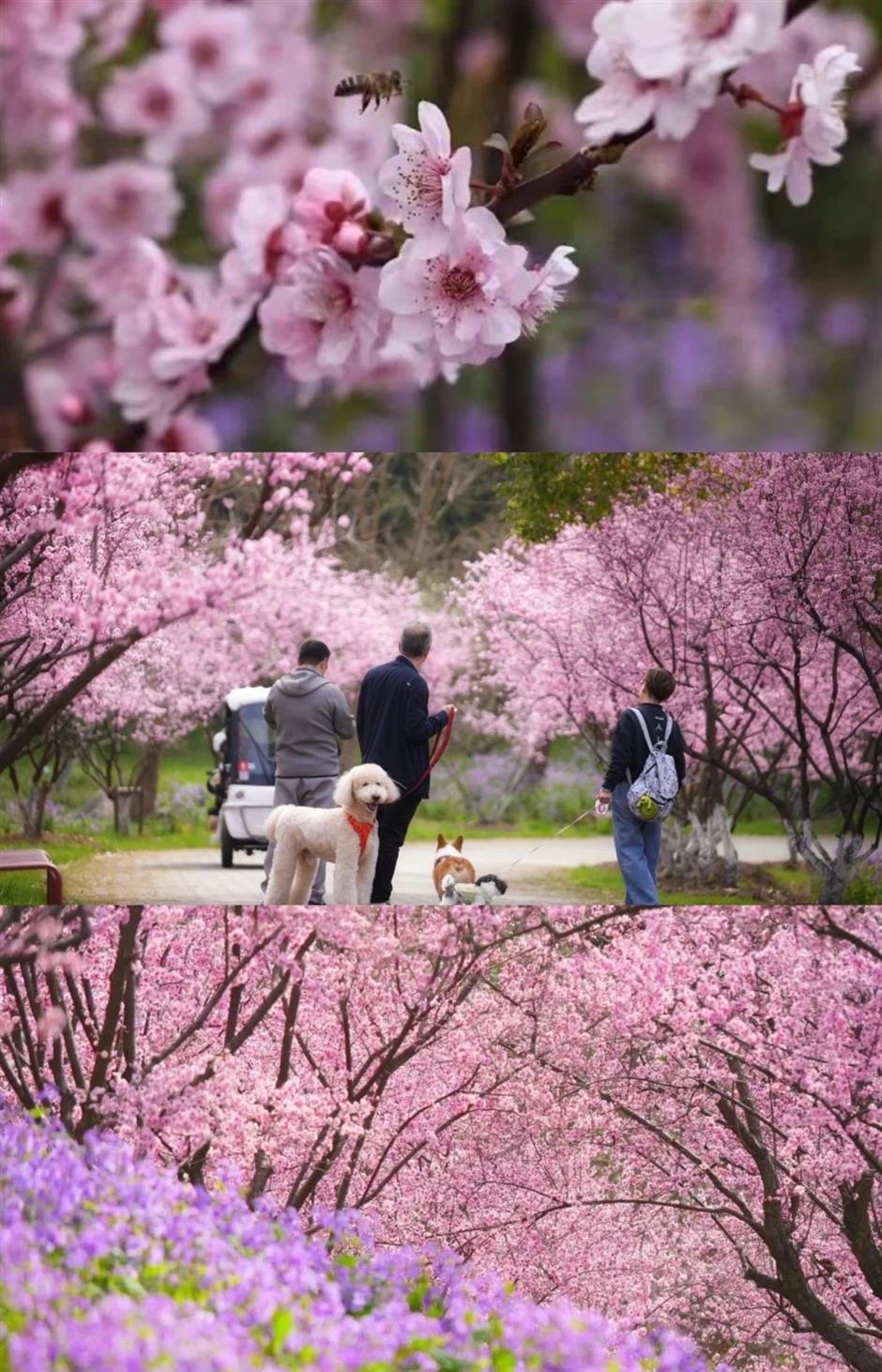 最佳观赏期!近期上海被这种花包围了(不是樱花)