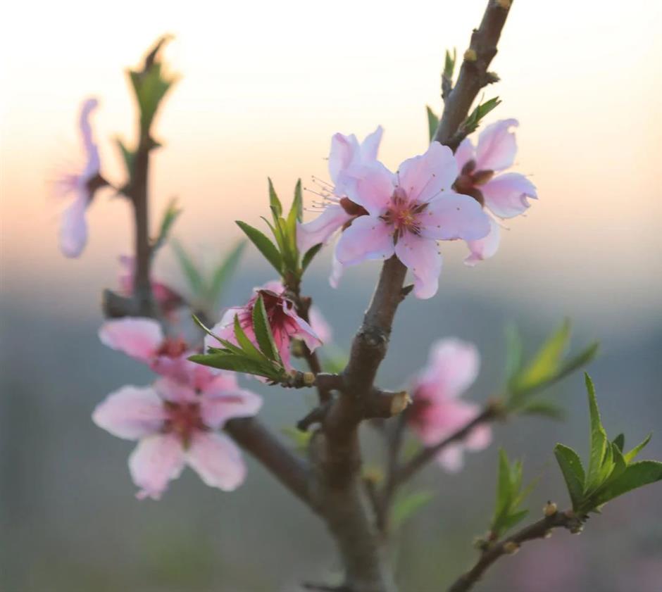 认养一棵桃树,三种模式任你挑选