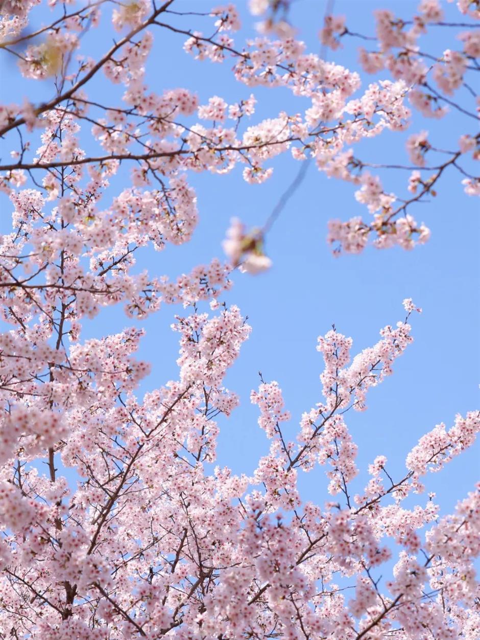 上新!魔都春日限时活动来袭!