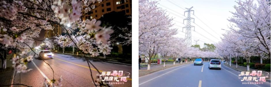 最美賞櫻遊玩路線來了,還有隱藏玩法