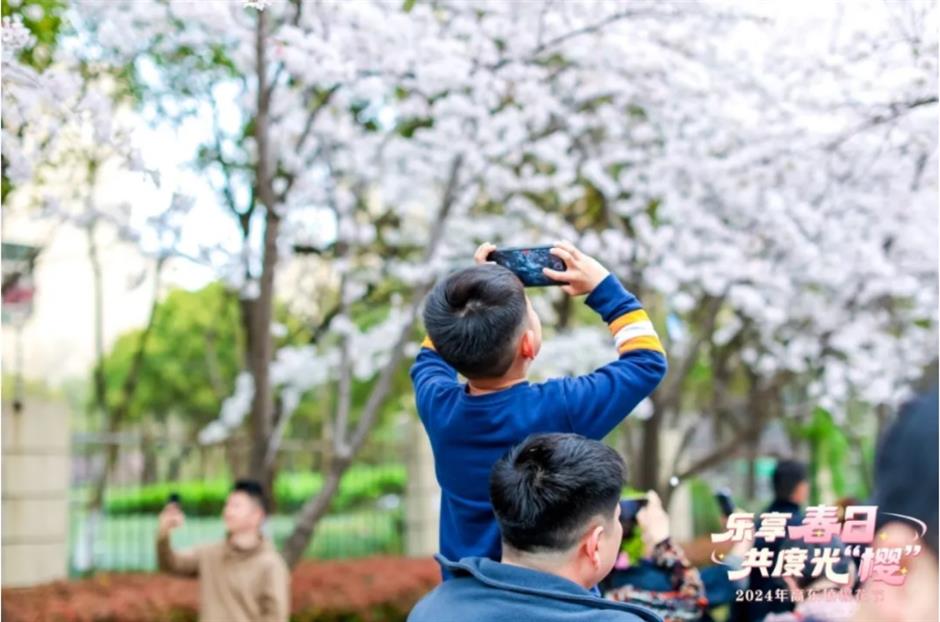 最美賞櫻遊玩路線來了,還有隱藏玩法