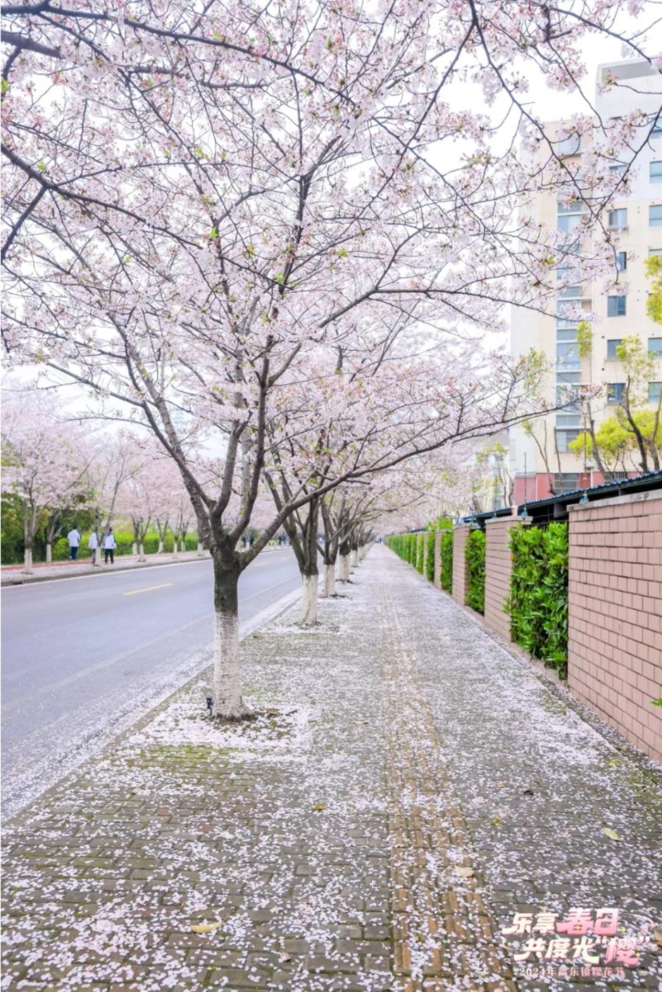 最美賞櫻遊玩路線來了,還有隱藏玩法