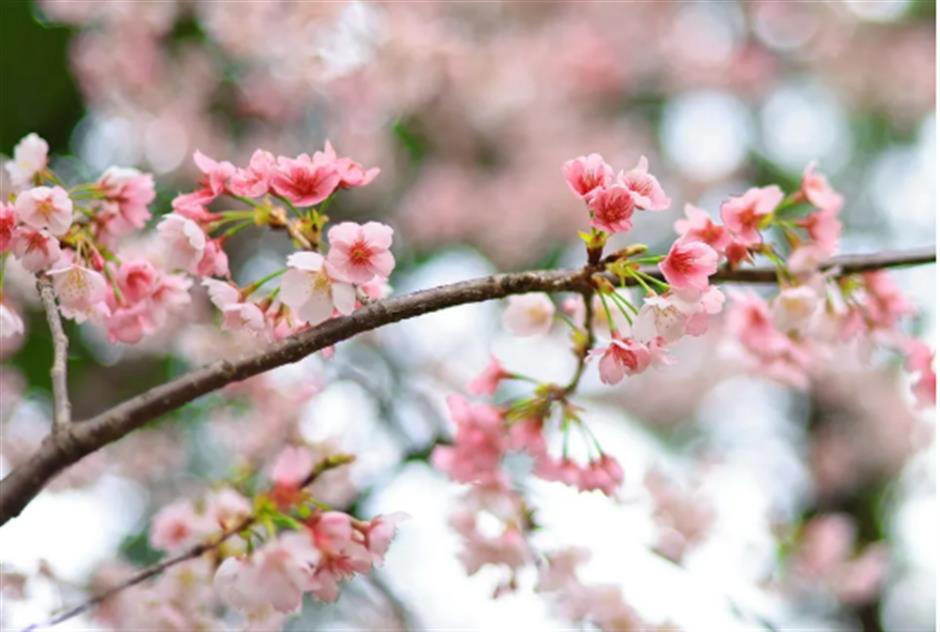 免费赏樱不用跑远!上海市中心70棵大寒樱开成粉色花海