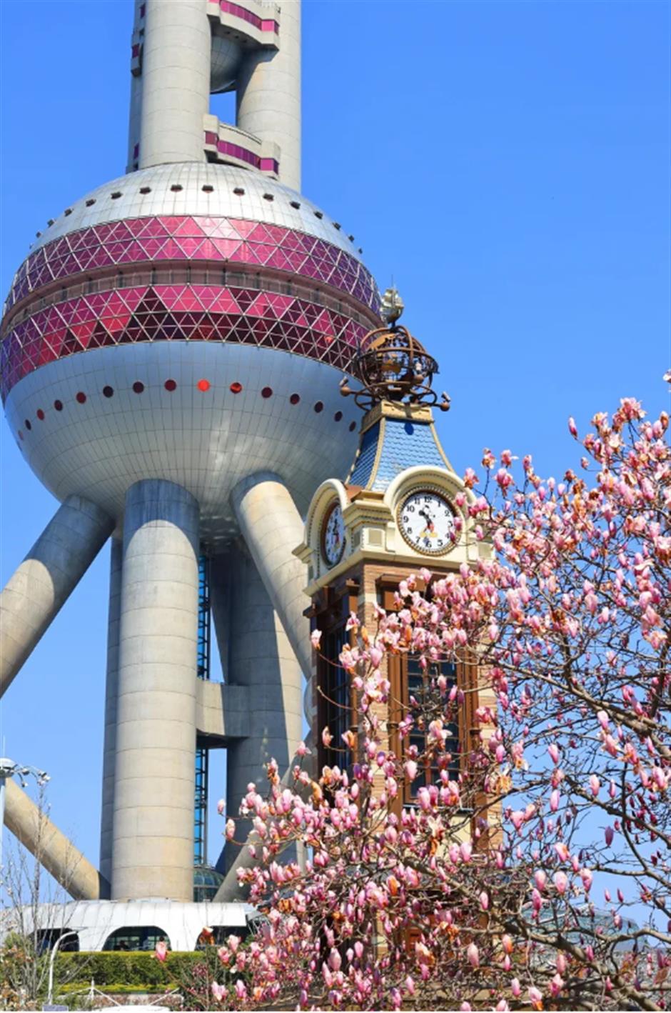 錯過等一年的春日限定機位!魔都四件套下的玉蘭花開了→