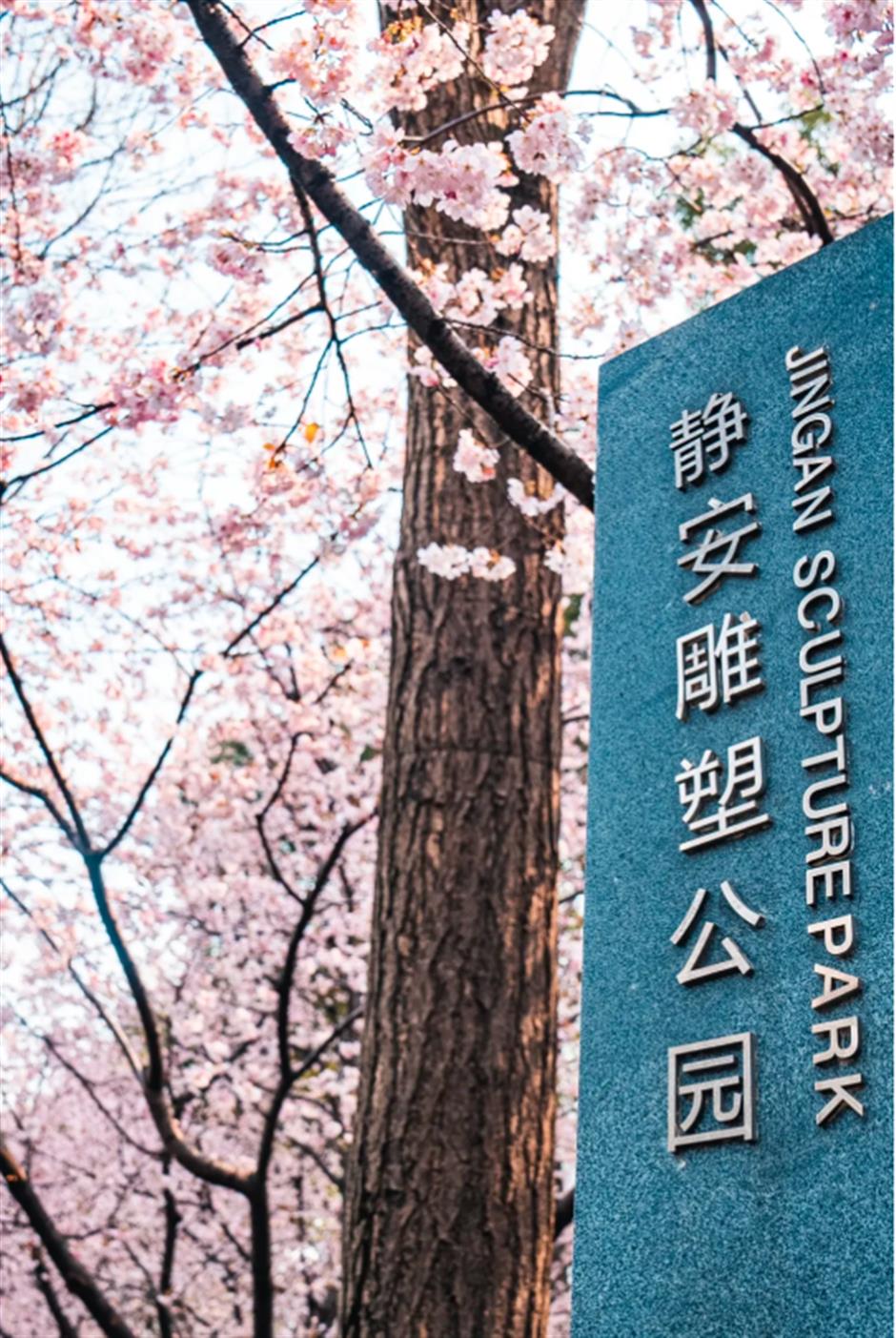 免费赏樱不用跑远!上海市中心70棵大寒樱开成粉色花海