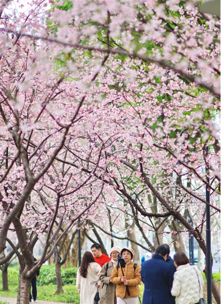 免费赏樱不用跑远!上海市中心70棵大寒樱开成粉色花海