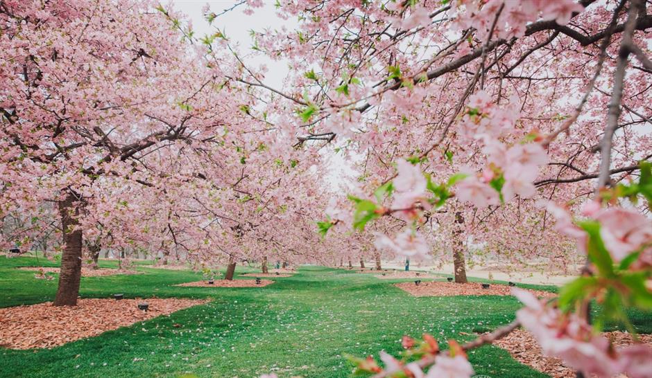 Sheshan Tourism Resort rolls out the red carpet for travelers