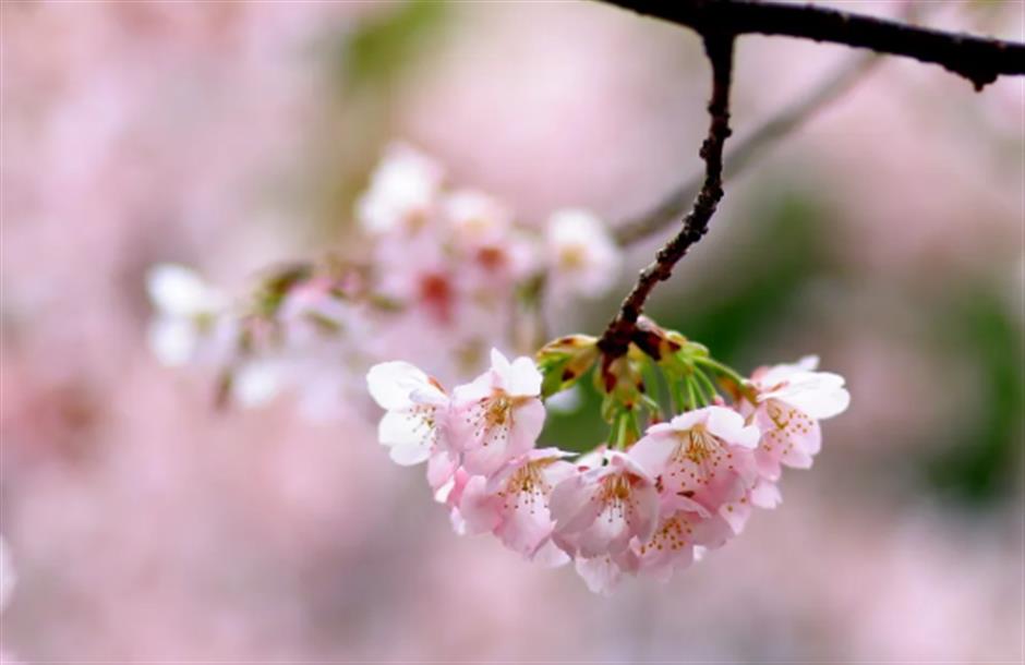 免费赏樱不用跑远!上海市中心70棵大寒樱开成粉色花海