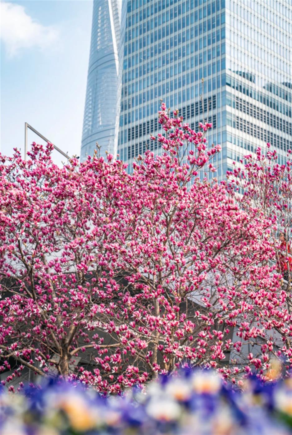 錯過等一年的春日限定機位!魔都四件套下的玉蘭花開了→