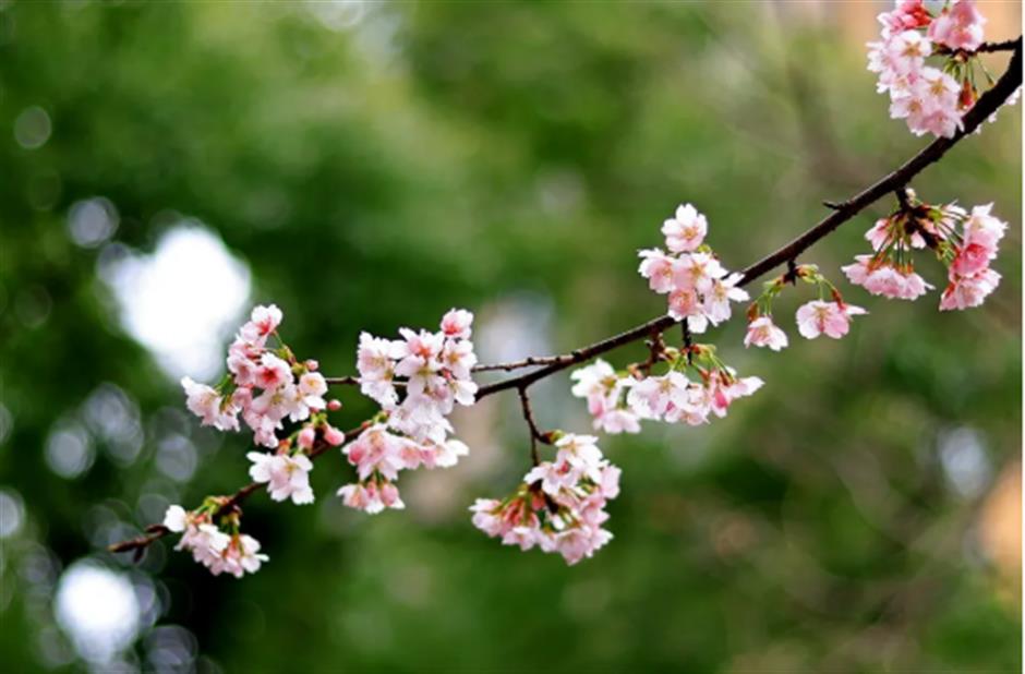 免费赏樱不用跑远!上海市中心70棵大寒樱开成粉色花海
