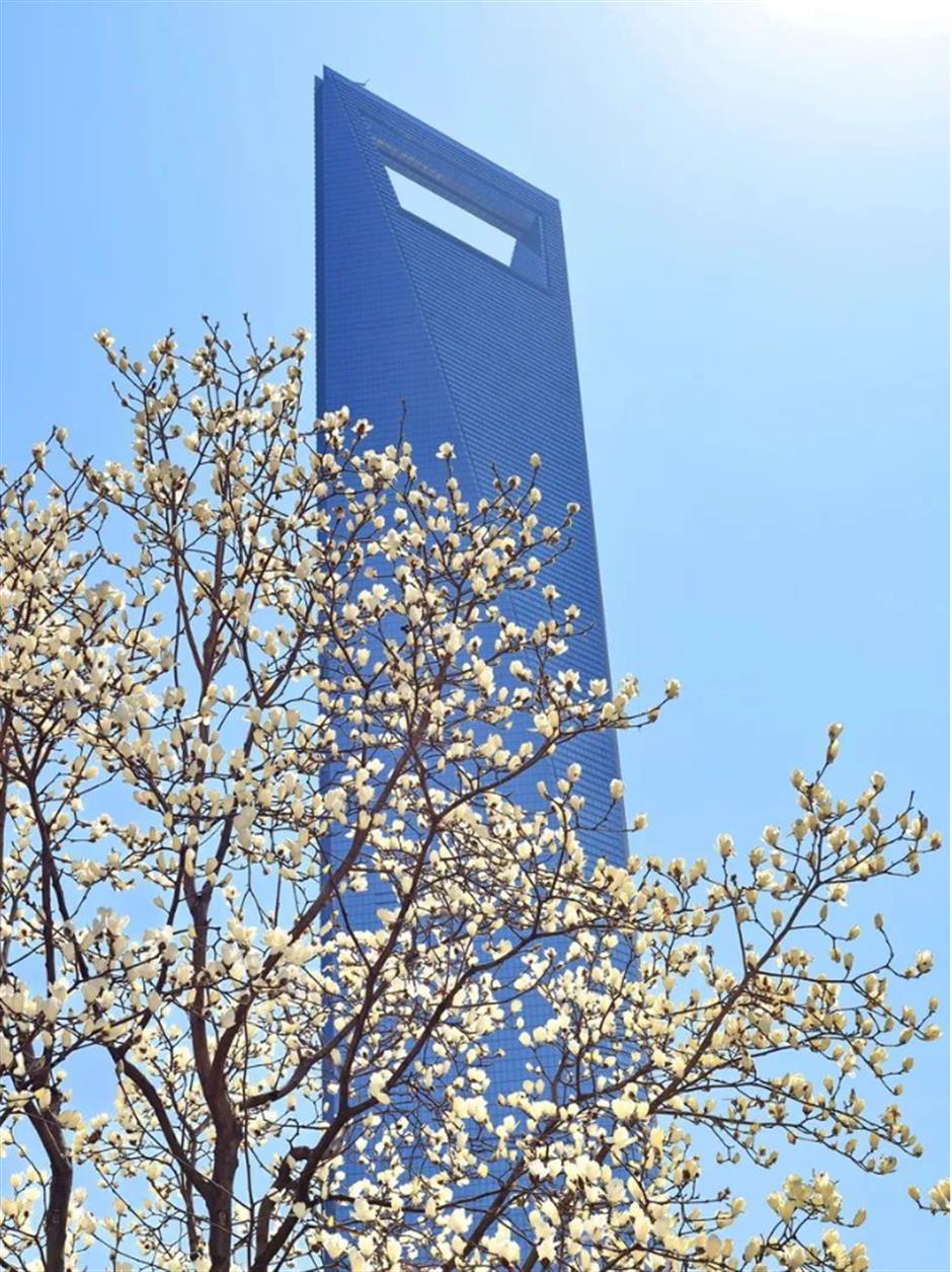 錯過等一年的春日限定機位!魔都四件套下的玉蘭花開了→