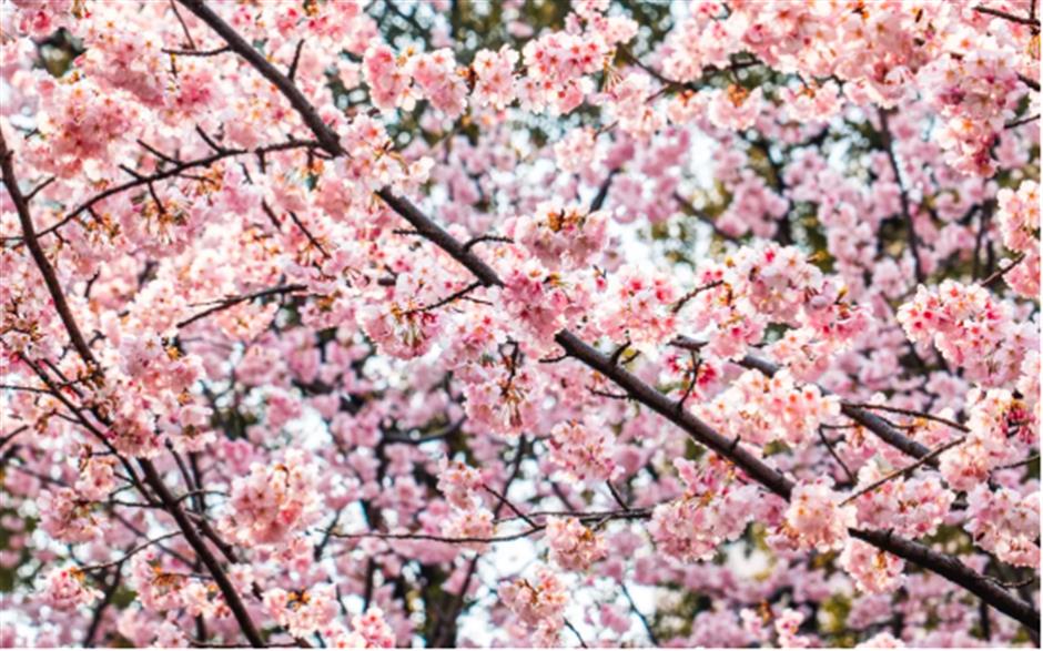 免费赏樱不用跑远!上海市中心70棵大寒樱开成粉色花海