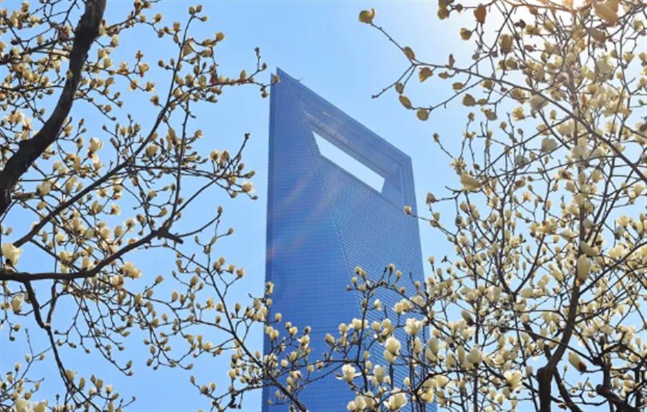 錯過等一年的春日限定機位!魔都四件套下的玉蘭花開了→