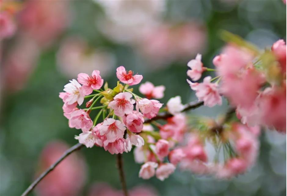 免费赏樱不用跑远!上海市中心70棵大寒樱开成粉色花海