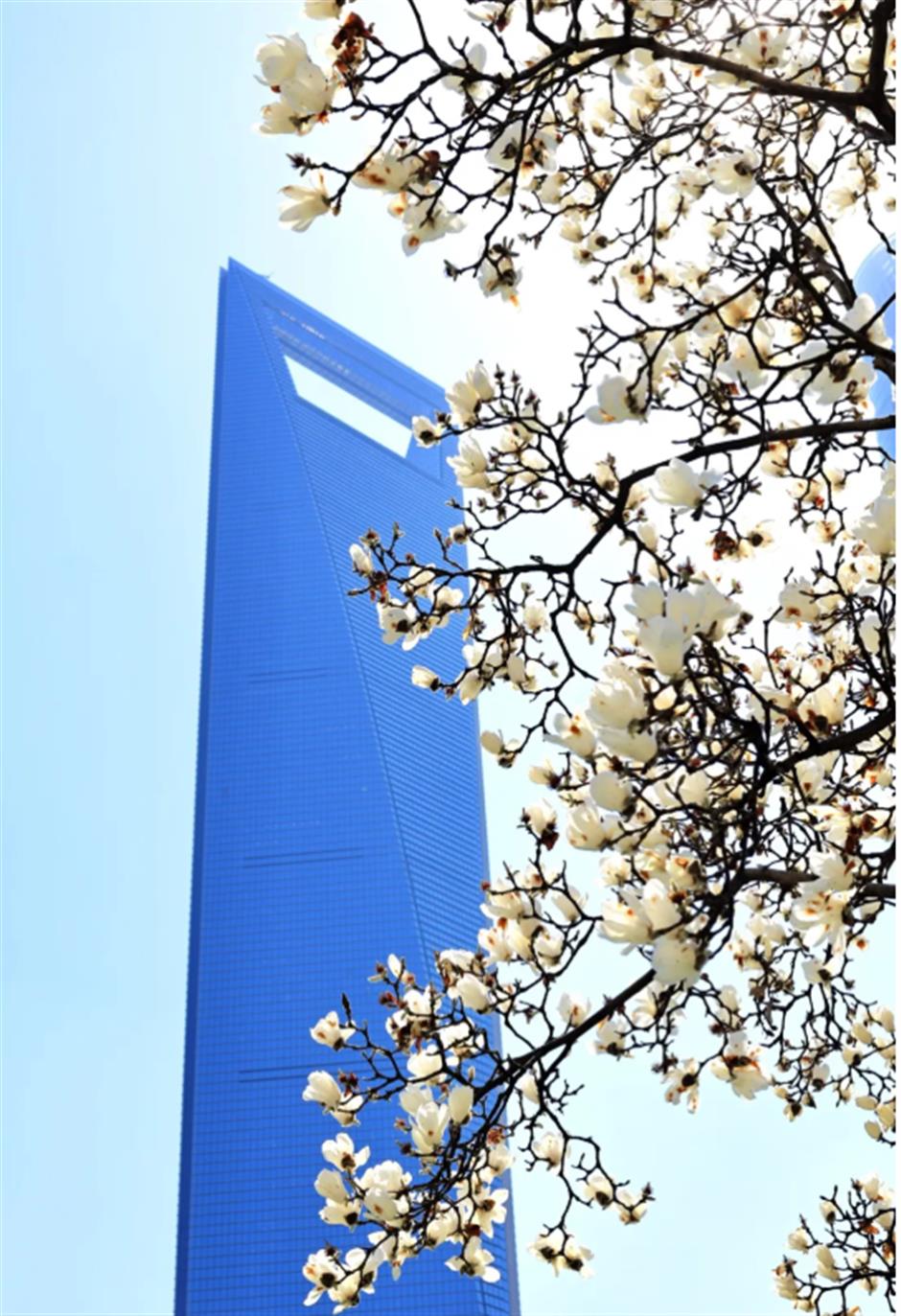 錯過等一年的春日限定機位!魔都四件套下的玉蘭花開了→