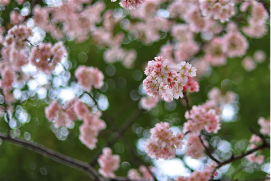 免费赏樱不用跑远!上海市中心70棵大寒樱开成粉色花海