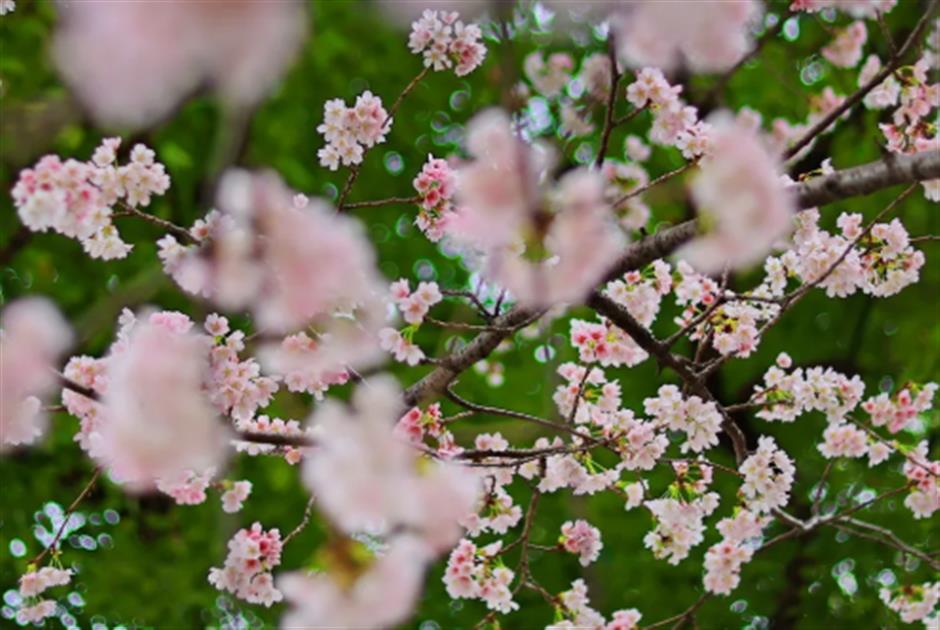 免费赏樱不用跑远!上海市中心70棵大寒樱开成粉色花海