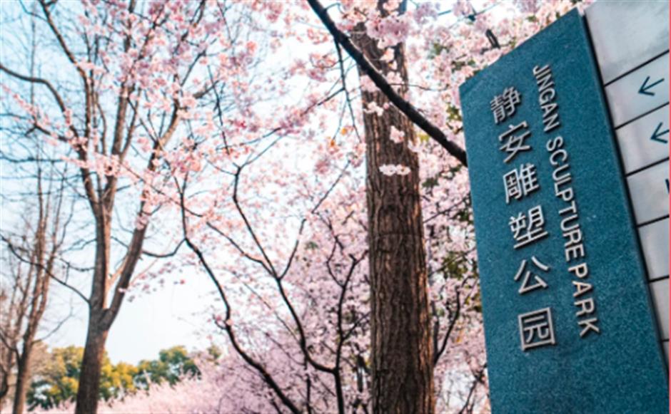 免费赏樱不用跑远!上海市中心70棵大寒樱开成粉色花海