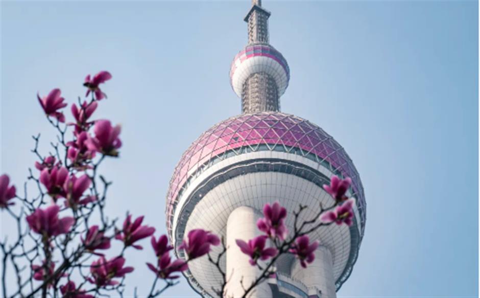 錯過等一年的春日限定機位!魔都四件套下的玉蘭花開了→