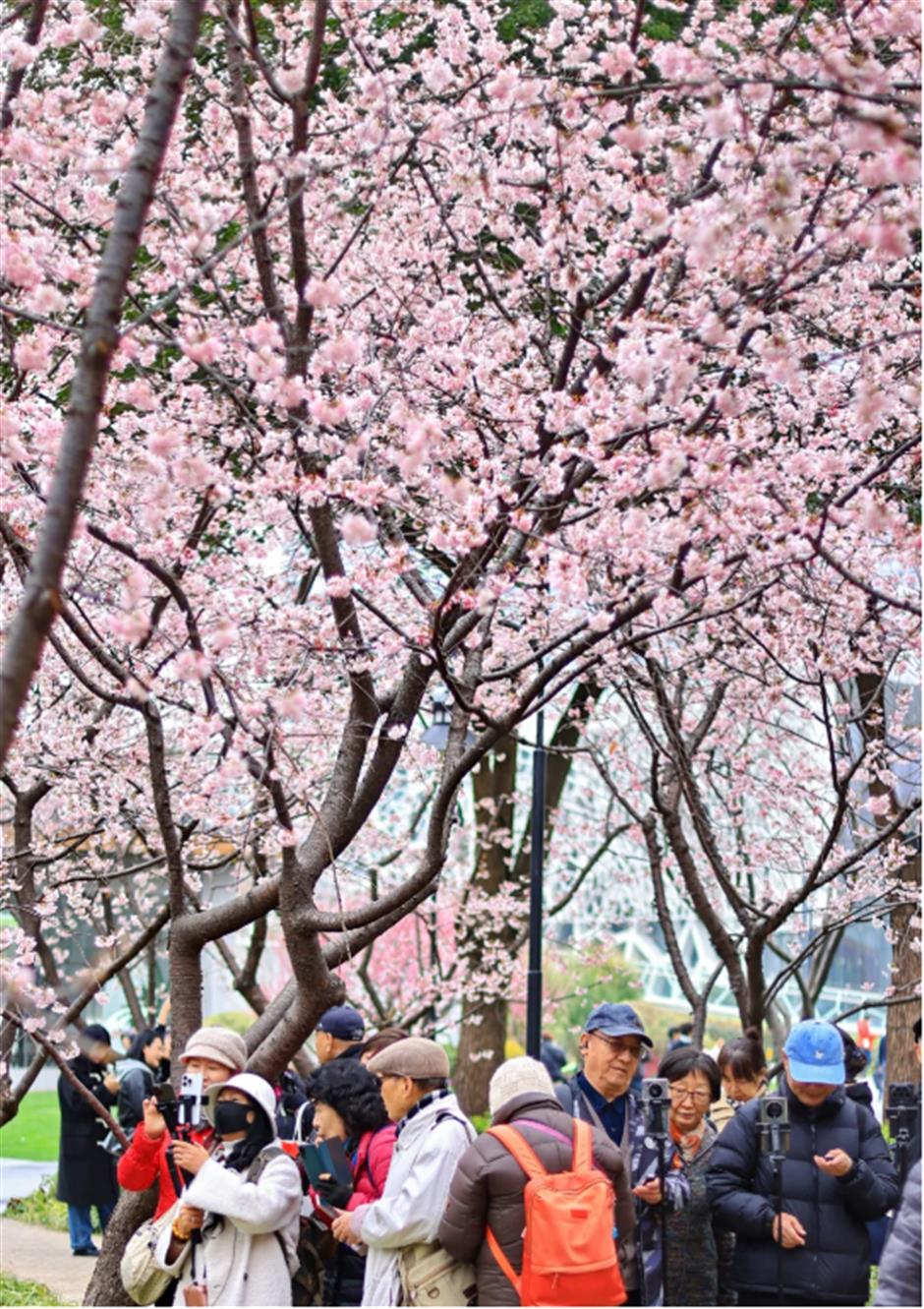 免费赏樱不用跑远!上海市中心70棵大寒樱开成粉色花海