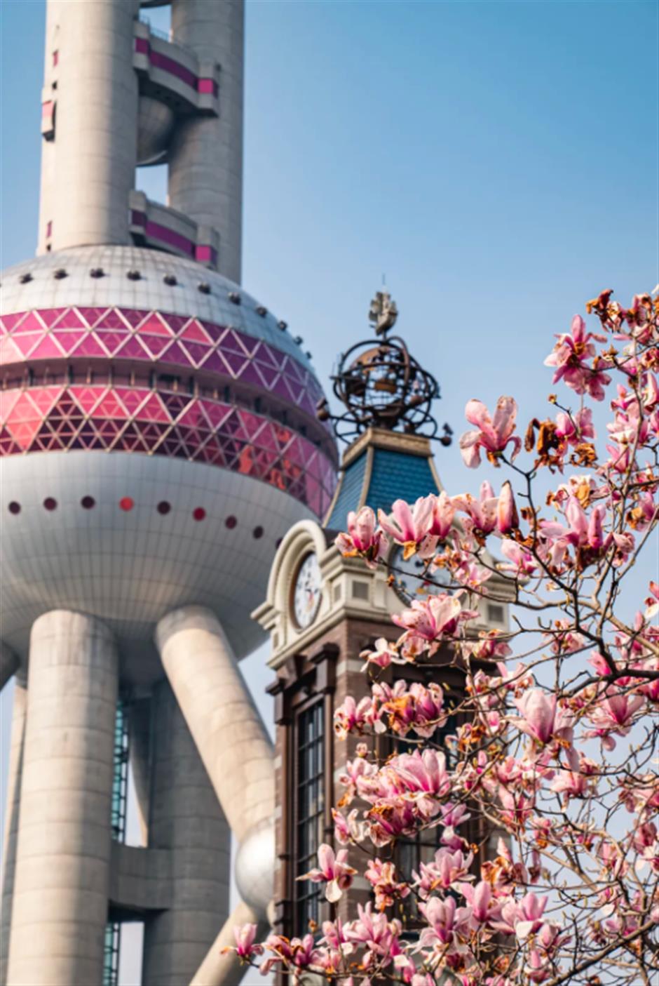 錯過等一年的春日限定機位!魔都四件套下的玉蘭花開了→