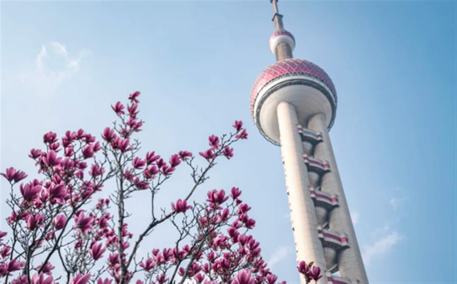 錯過等一年的春日限定機位!魔都四件套下的玉蘭花開了→