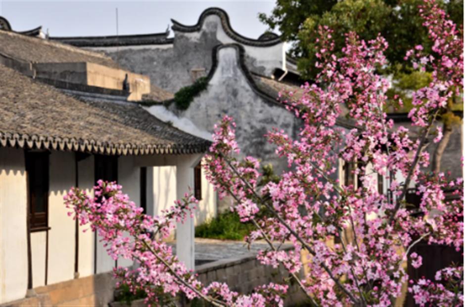 春天来到上海！
在这个免费入场的江南水乡，
一口气感受春天的清新。