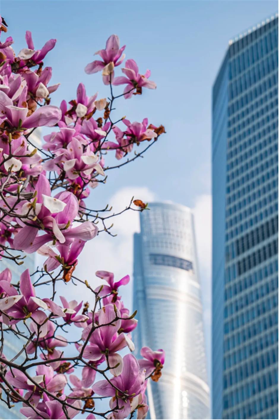 錯過等一年的春日限定機位!魔都四件套下的玉蘭花開了→